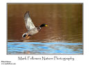 Mallard Anas platyrhynchos
